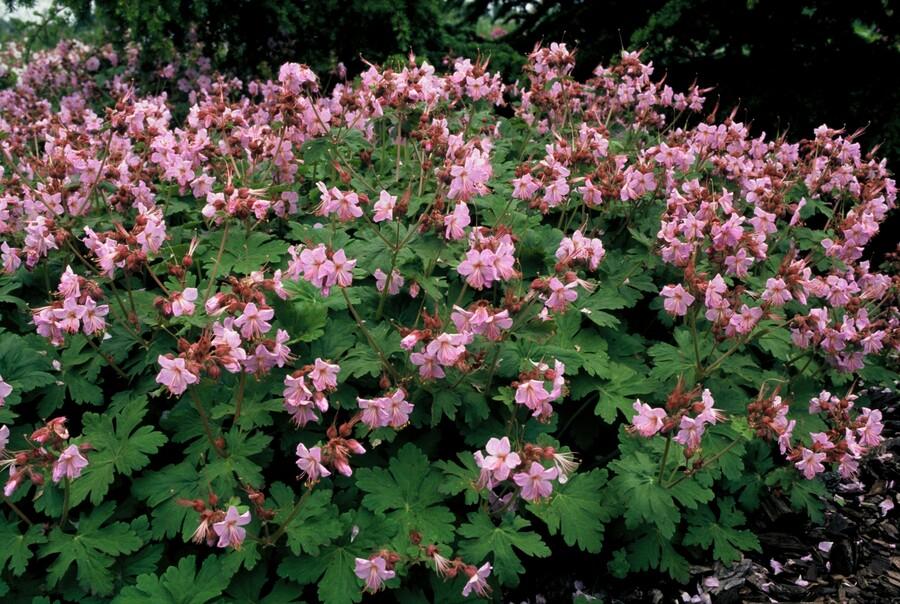 Livraison plante Géranium vivace 'Ingwersen's Variety'