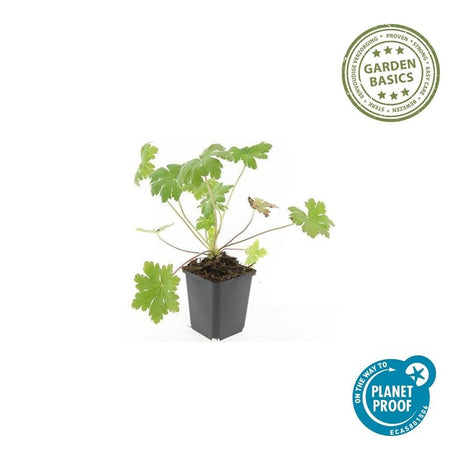 Livraison plante Géranium vivace 'Ingwersen's Variety'