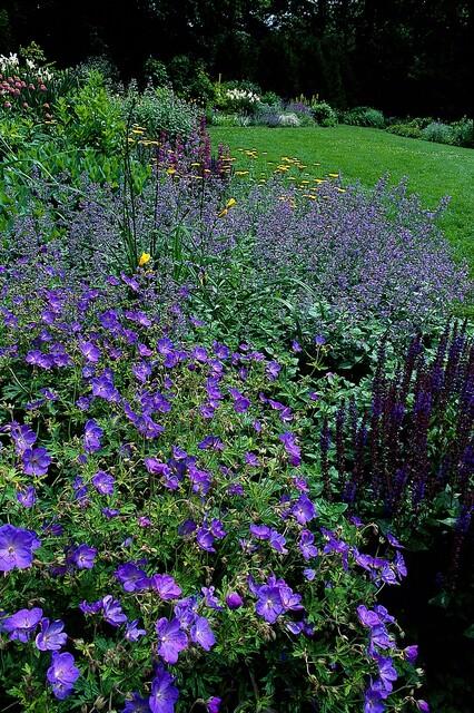 Livraison plante Géranium vivace 'Johnson's Blue'