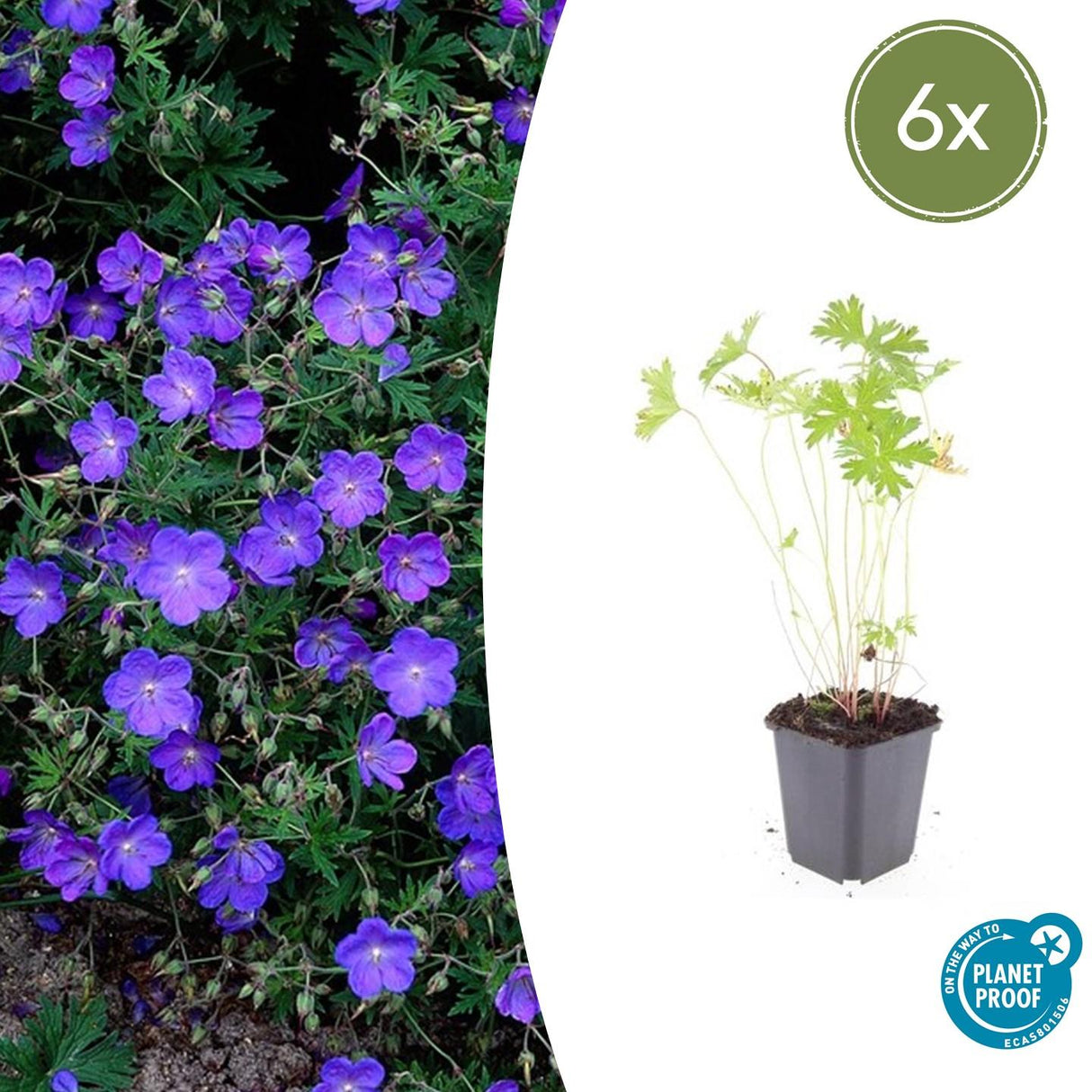 Livraison plante Géranium vivace 'Johnson's Blue'