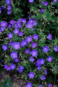 Geranio Vivaz (Geranium) 'Johnson's Blue'