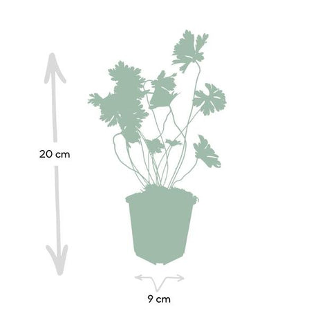 Livraison plante Géranium vivace 'Rozanne'