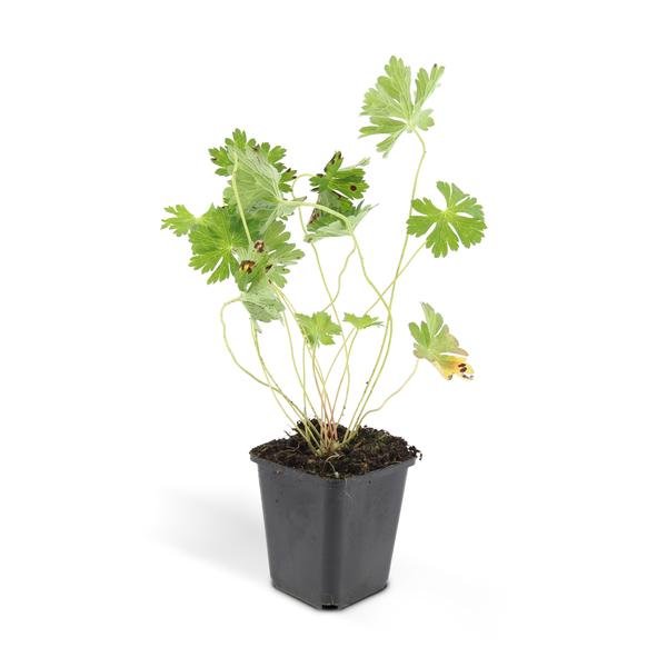 Livraison plante Géranium vivace 'Rozanne'