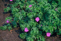Geranio Vivaz (Geranium) 'Tiny Monster'