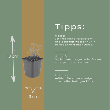 Livraison plante Germandrée luisante