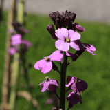 Livraison plante Giroflée mauve
