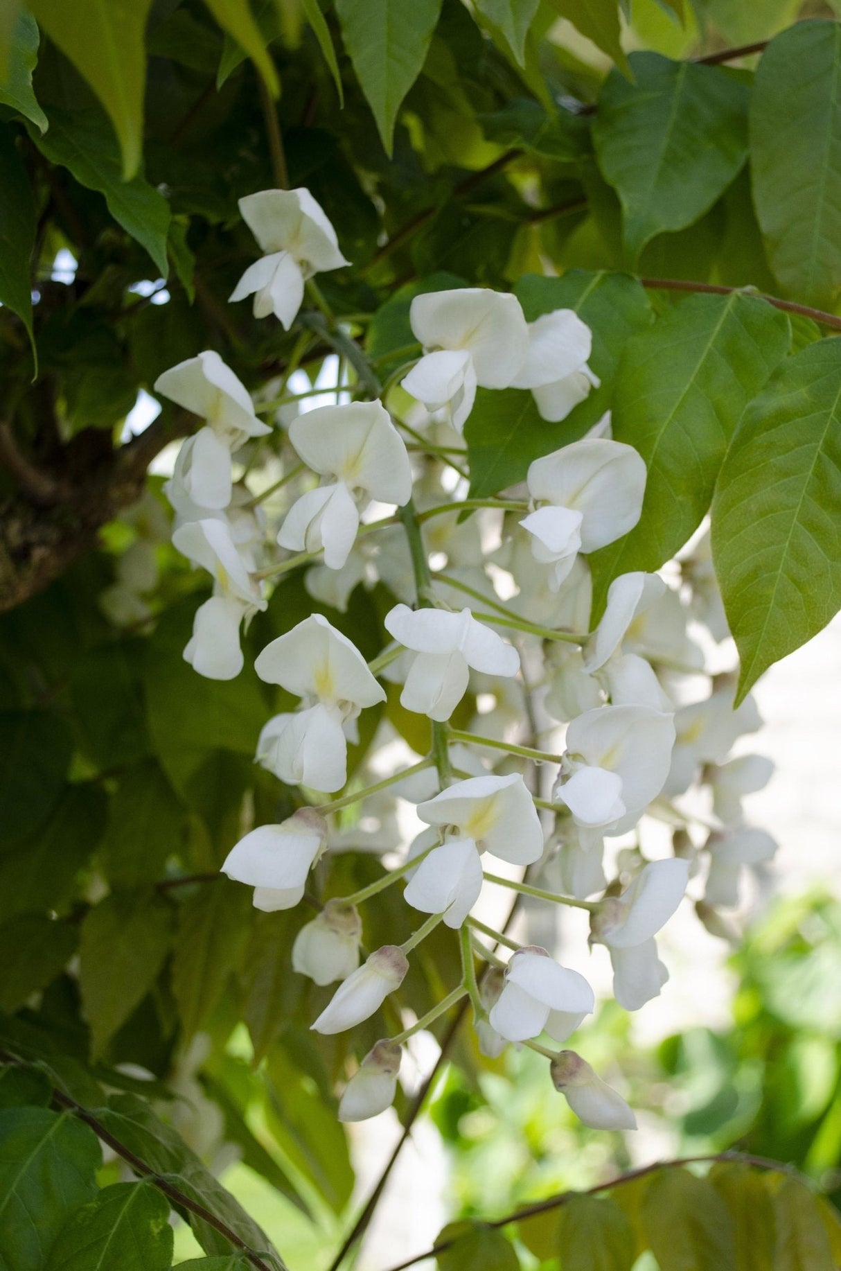 Livraison plante Glycine blanc - lot de 2 - ↨65cm - Ø15 - plante grimpante extérieur