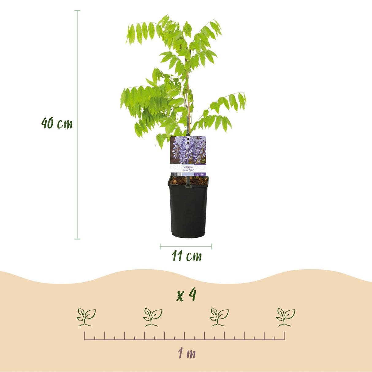 Livraison plante Glycine Prolific – Lot de 1 – Pot 11 cm – Hauteur 40 cm