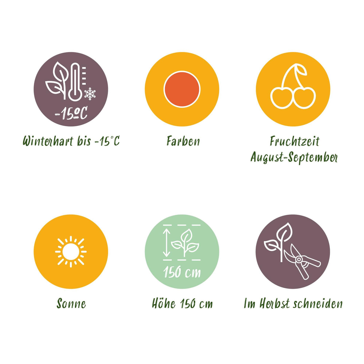 Livraison plante Goji Lycium barbarum – Lot de 6 – Pot 9 cm