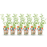 Livraison plante Goji Lycium barbarum – Lot de 6 – Pot 9 cm