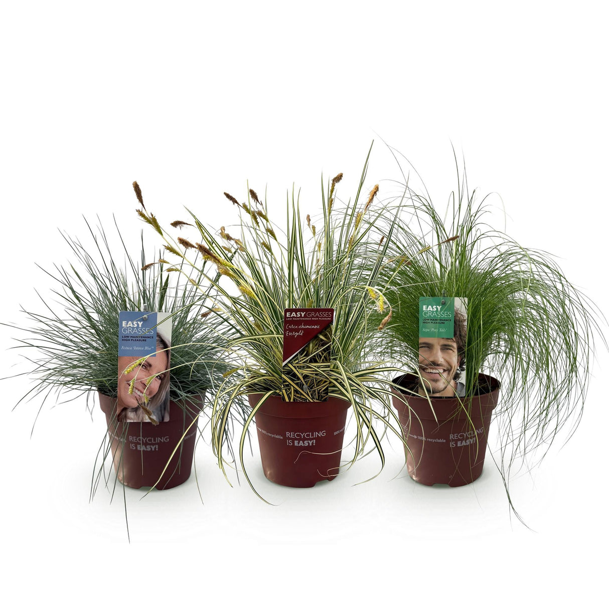 Livraison plante Graminées variées – Lot de 3 – Pot 17 cm – Hauteur 50 cm