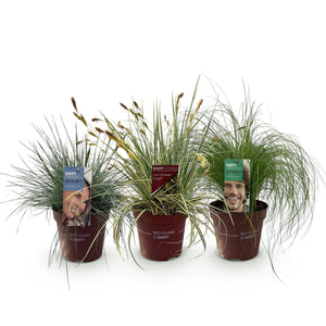Livraison plante Graminées variées – Lot de 3 – Pot 17 cm – Hauteur 50 cm