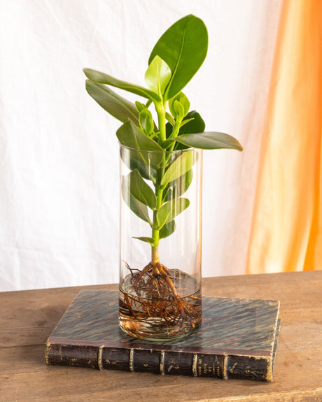 Livraison plante Grand Clusia en hydroculture et son vase en verre