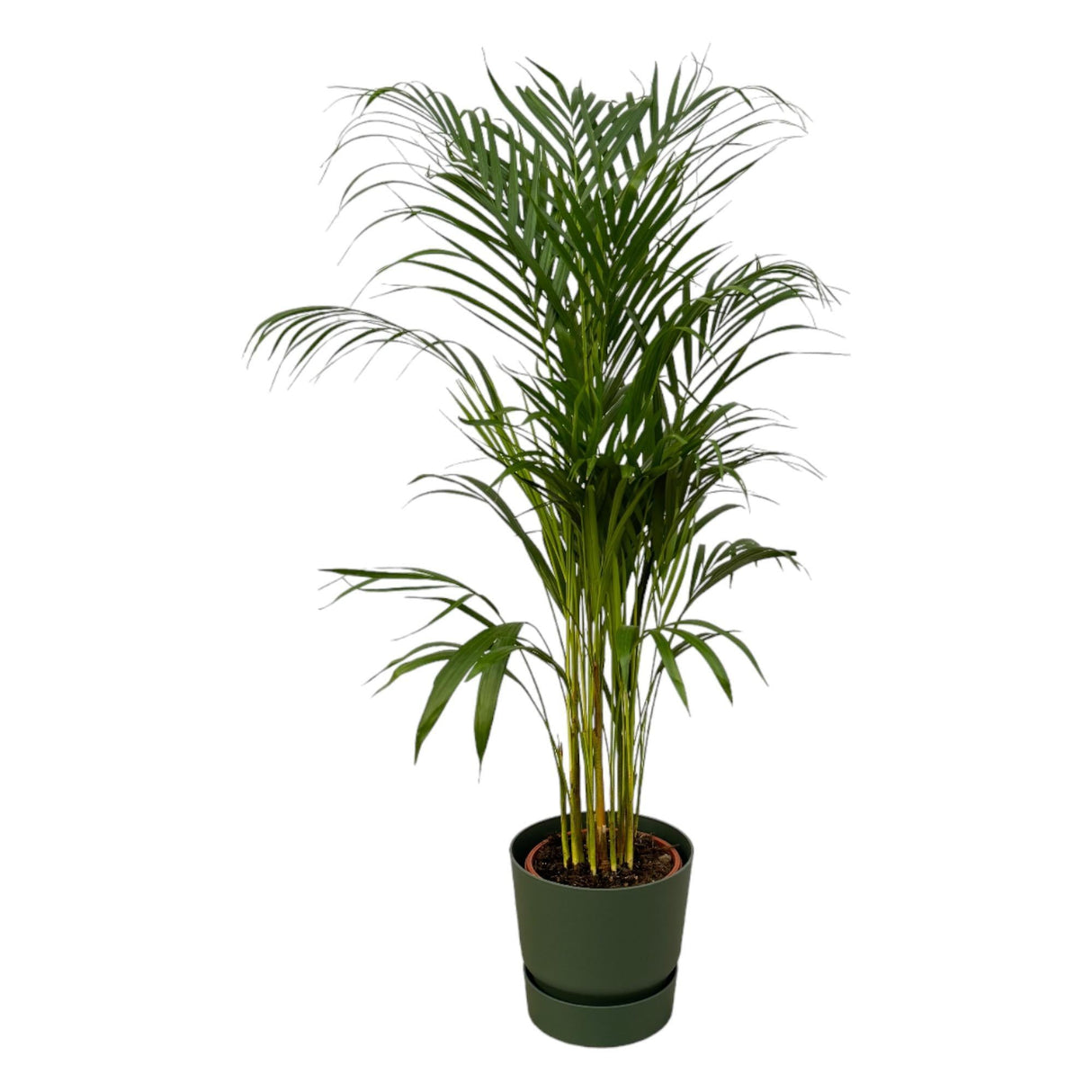 Livraison plante Grand Palmier Areca - Plusieurs tailles et pots