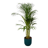 Livraison plante Grand Palmier Areca - Plusieurs tailles et pots