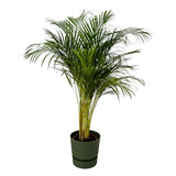 Livraison plante Grand Palmier Areca - Plusieurs tailles et pots