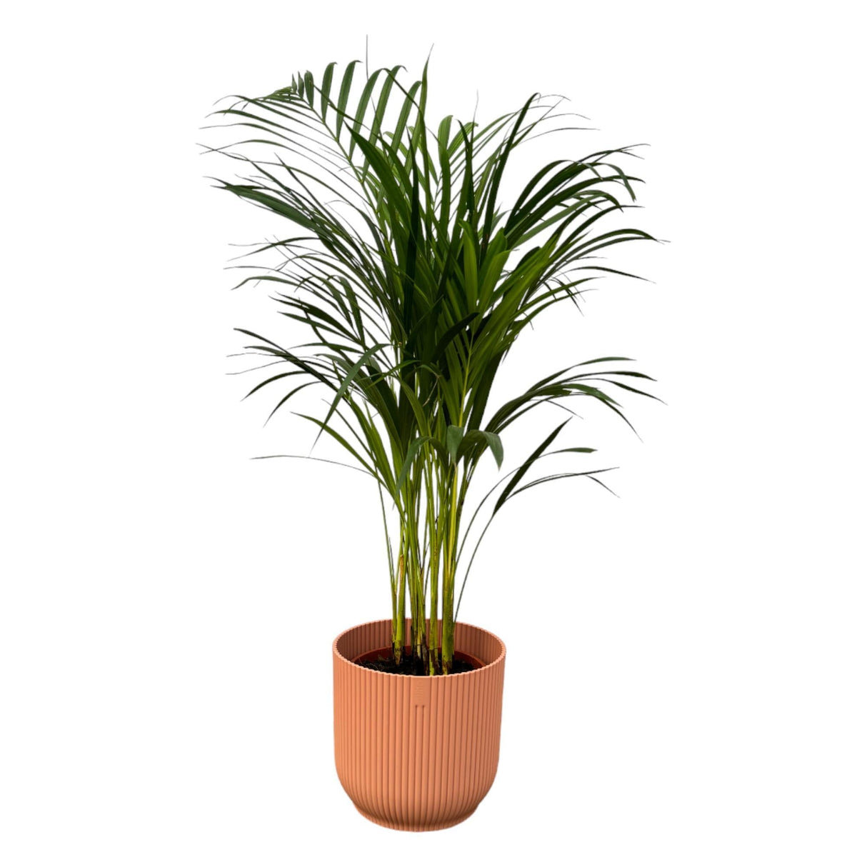 Livraison plante Grand Palmier Areca - Plusieurs tailles et pots