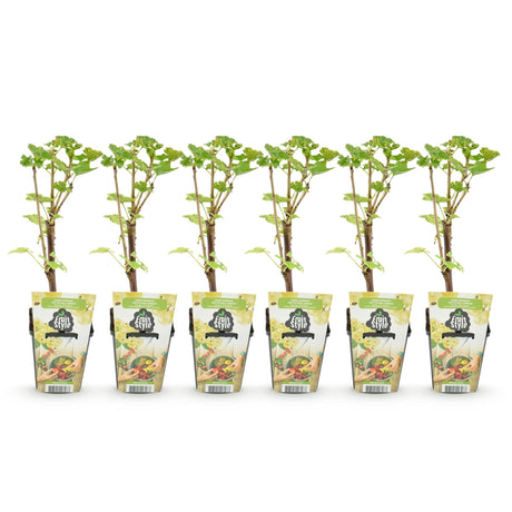Livraison plante Groseillier à grappes Witte Hollander – Lot de 6 – Pot 9 cm