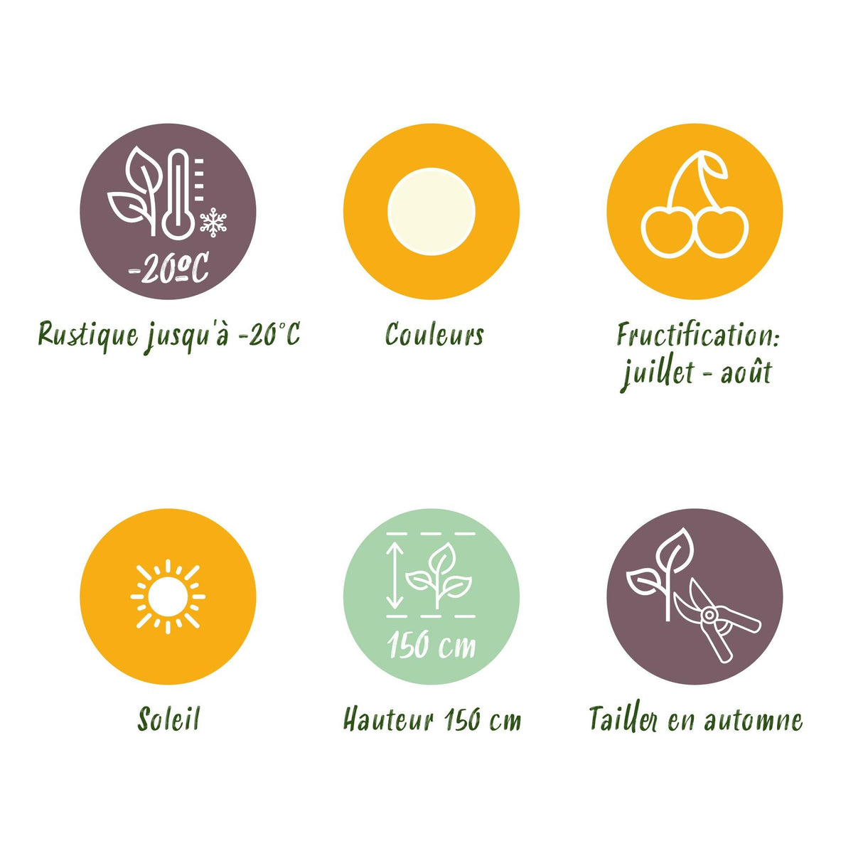 Livraison plante Groseillier à grappes Witte Hollander – Lot de 6 – Pot 9 cm