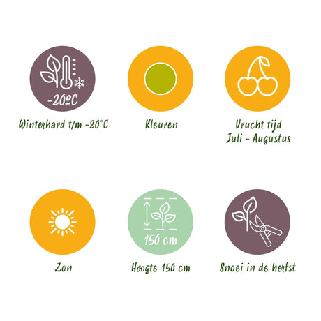 Livraison plante Groseillier à maquereau Hinnonmäki Grün – Lot de 3 – Pot 9cm