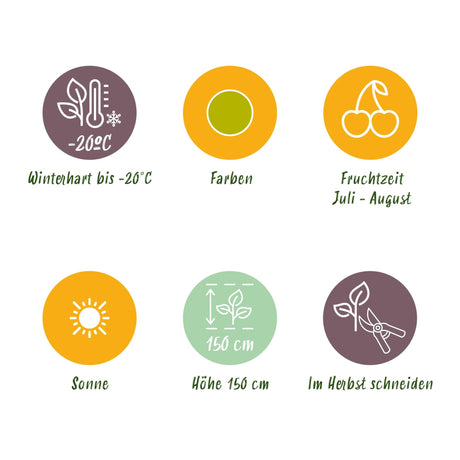 Livraison plante Groseillier à maquereau Hinnonmäki Grün – Lot de 3 – Pot 9cm