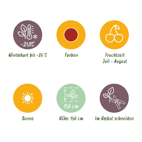 Livraison plante Groseillier à maquereau Hinnonmaki Röd – Lot de 3 – Pot 9 cm