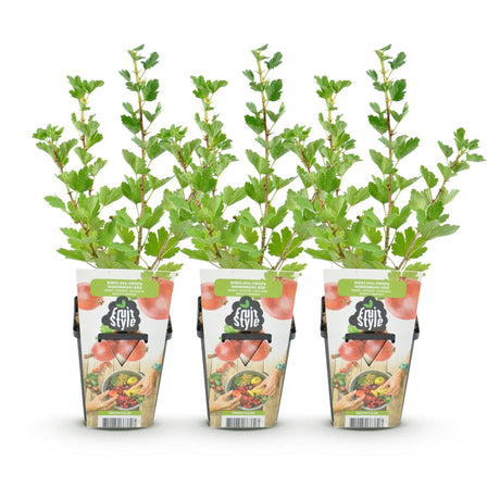 Livraison plante Groseillier à maquereau Hinnonmaki Röd – Lot de 3 – Pot 9 cm