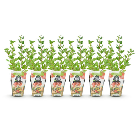 Livraison plante Groseillier à maquereau Hinnonmäki Röd – Lot de 6 – Pot 9 cm