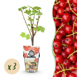 Livraison plante Groseillier Jonkheer van Tets – Lot de 3 – Pot 9 cm