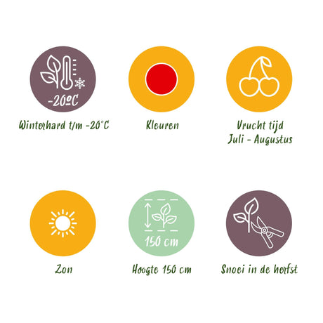 Livraison plante Groseillier Jonkheer van Tets – Lot de 3 – Pot 9 cm