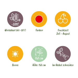 Livraison plante Groseillier Jonkheer van Tets – Lot de 6 – Pot 9 cm