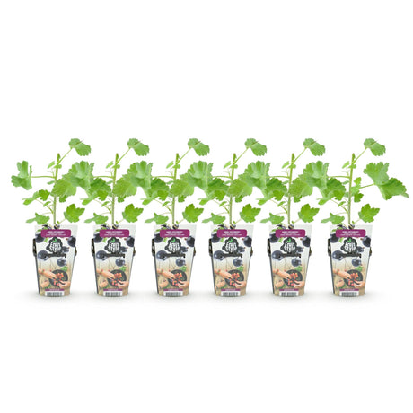 Livraison plante Groseillier Jostabes – Lot de 6 – Pot 9 cm