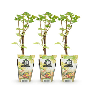 Livraison plante Groseillier Witte Hollander – Lot de 3 – Pot 9 cm