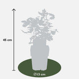 Livraison plante Grosseillier - arbuste fruitier