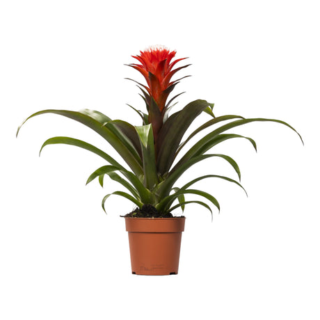 Livraison plante Guzmania Hope