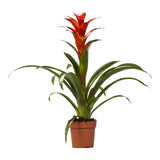 Livraison plante Guzmania Ostara