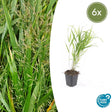 Livraison plante Hakonechloa macra herbe japonaise