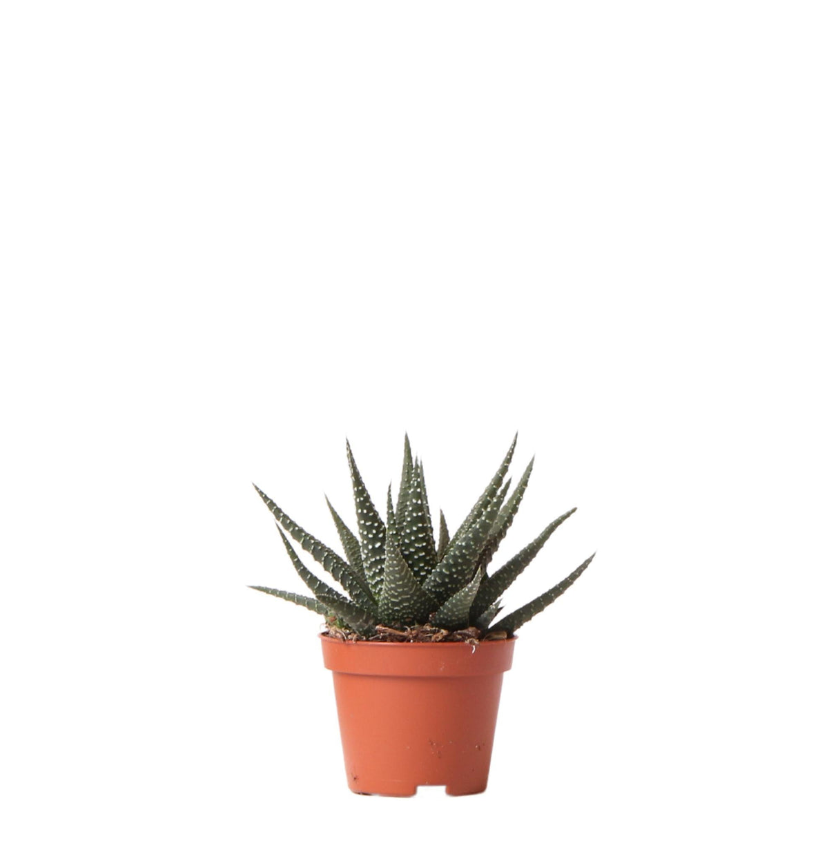 Livraison plante Haworthia Royal Highnness h11cm