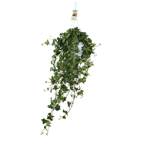 Livraison plante Hedera Helix Pitsburg - Hang/XXL - Ø17cm - ↕cm