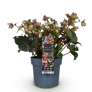 Livraison plante Hellébore Angels Glow – Pot 19 cm – Hauteur 50 cm