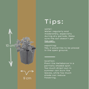 Livraison plante Hellebore blanc niger