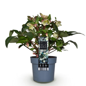 Livraison plante Hellébore Diamfire – Pot 19 cm – Hauteur 40 cm
