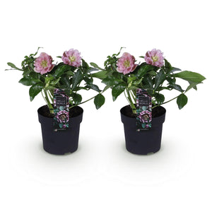Livraison plante Hellébore orientale Double Ellen Pink – Lot de 2 – Pot 14 cm