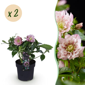 Livraison plante Hellébore orientale Double Ellen Pink – Lot de 2 – Pot 14 cm