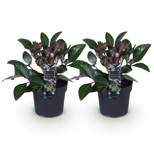 Livraison plante Hellébore Purple Marble – Lot de 2 – Pot 14 cm