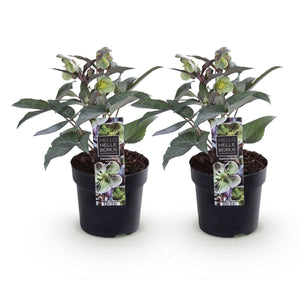 Livraison plante Hellébore Sternii Silver Dollar – Lot de 2 – Pot 14 cm