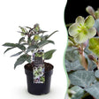 Livraison plante Hellebore sternii Silver Dollar x1