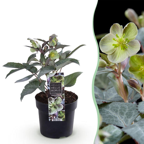 Livraison plante Hellebore sternii Silver Dollar x1