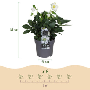 Livraison plante Helleborus Christmas Carol – Lot de 2 – Pot 14 cm