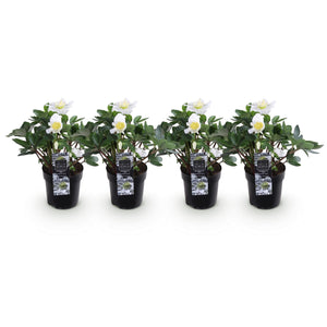 Livraison plante Helleborus Christmas Carol – Lot de 4 – Hauteur 25 cm